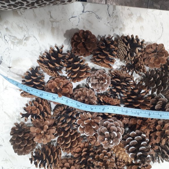 COPY - Pinecones Organic Canadian for Decoration or holiday - Picture 3 of 5